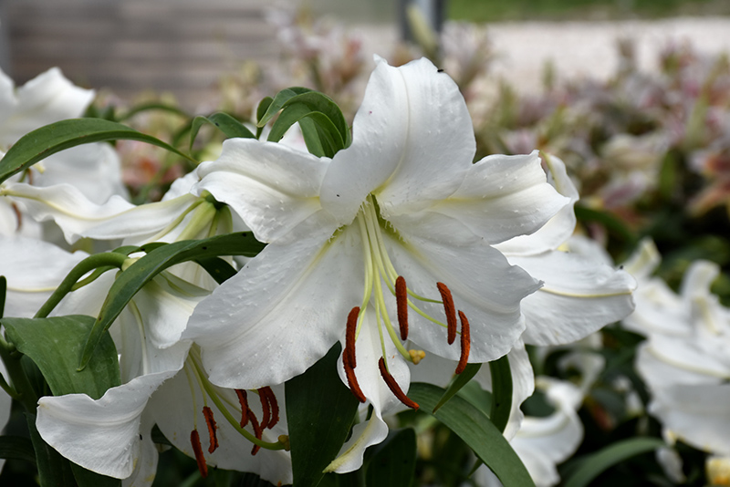 Casa Blanca Lily (Lilium 'Casa Blanca') at Longfellow's Greenhouses