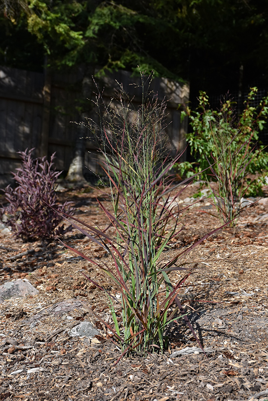 Hot Rod Switch Grass (Panicum virgatum 'Hot Rod') at Longfellow's Greenhouses