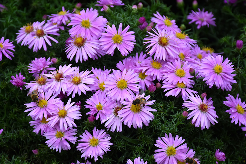 Woods Pink Aster (Aster 'Woods Pink') at Longfellow's Greenhouses