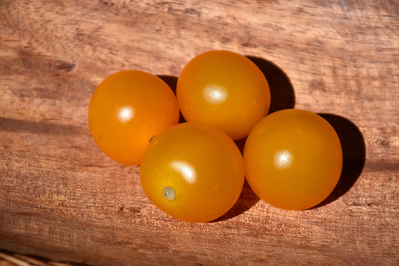 Sungold Tomato (Solanum lycopersicum 'Sungold') at Longfellow's Greenhouses