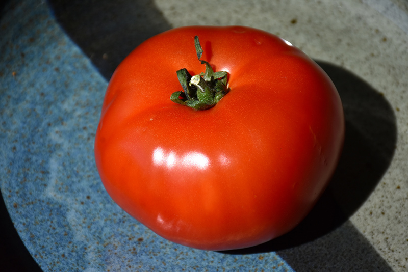 Bush Early Girl Tomato (Solanum lycopersicum 'Bush Early Girl') at Longfellow's Greenhouses