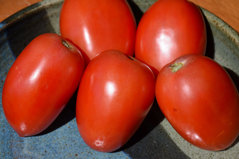 Amish Paste Tomato (Solanum lycopersicum 'Amish Paste') at Longfellow's Greenhouses