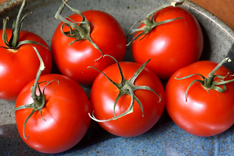 Patio Tomato (Solanum lycopersicum 'Patio') at Longfellow's Greenhouses