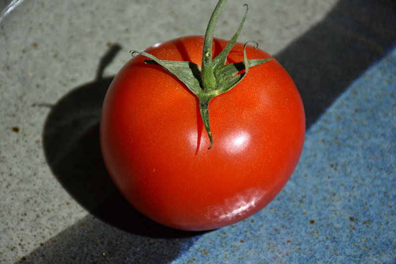 Early Girl Tomato (Solanum lycopersicum 'Early Girl') at Longfellow's Greenhouses
