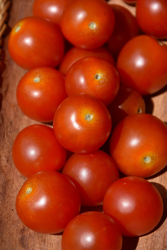 Red Robin Tomato (Solanum lycopersicum 'Red Robin') at Longfellow's Greenhouses