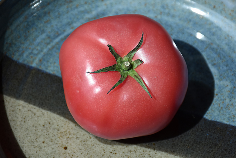 Brandywine Pink Tomato (Solanum lycopersicum 'Brandywine Pink') at Longfellow's Greenhouses