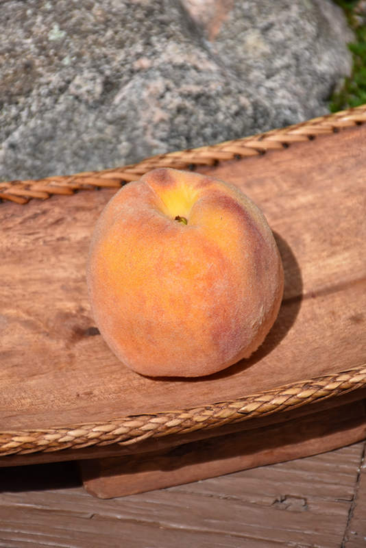 Early Elberta Peach (Prunus persica 'Early Elberta') at Longfellow's Greenhouses