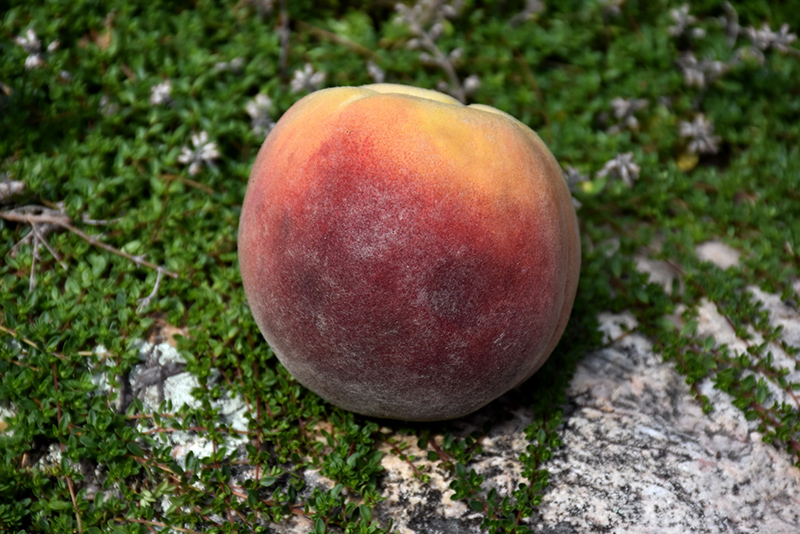Contender Peach (Prunus persica 'Contender') at Longfellow's Greenhouses