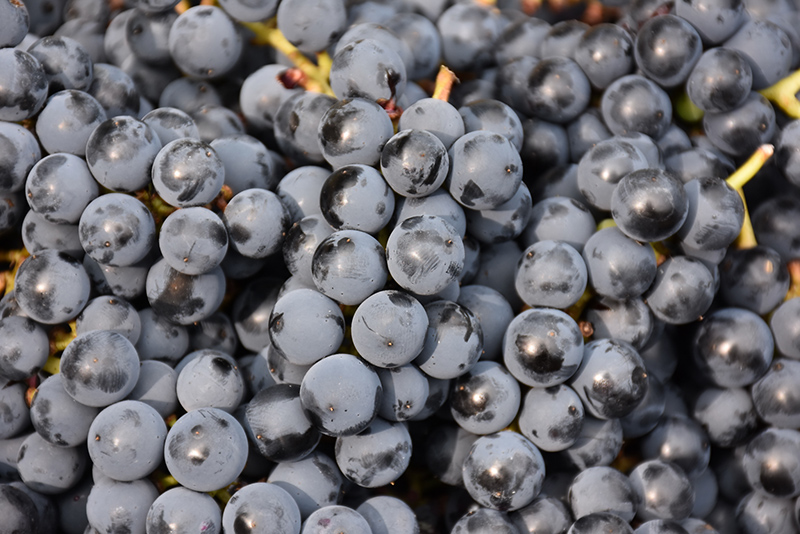 Bluebell Grape (Vitis 'Bluebell') at Longfellow's Greenhouses