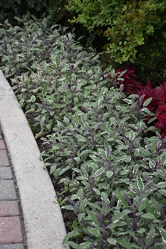 Tricolor Sage (Salvia officinalis 'Tricolor') at Longfellow's Greenhouses