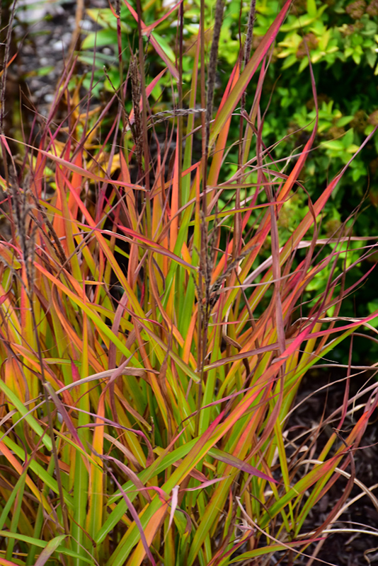 Flame Grass (Miscanthus sinensis 'Purpurascens') at Longfellow's Greenhouses