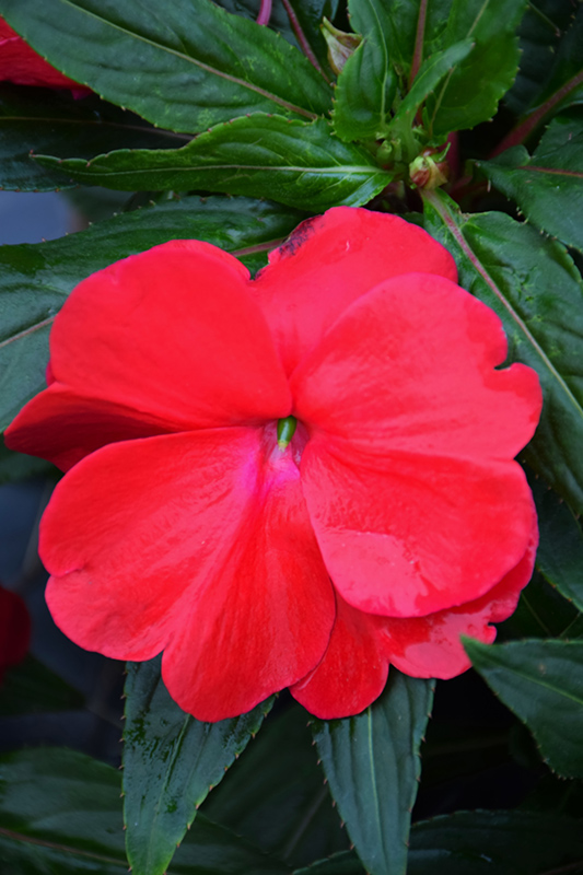 Sonic Red New Guinea Impatiens (Impatiens 'Sonic Red') at Longfellow's Greenhouses