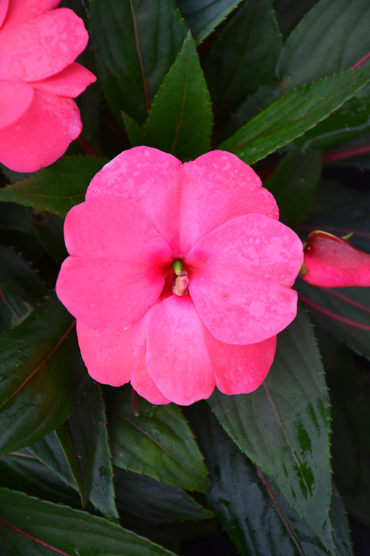 Sonic Pink New Guinea Impatiens (Impatiens 'Sonic Pink') at Longfellow's Greenhouses