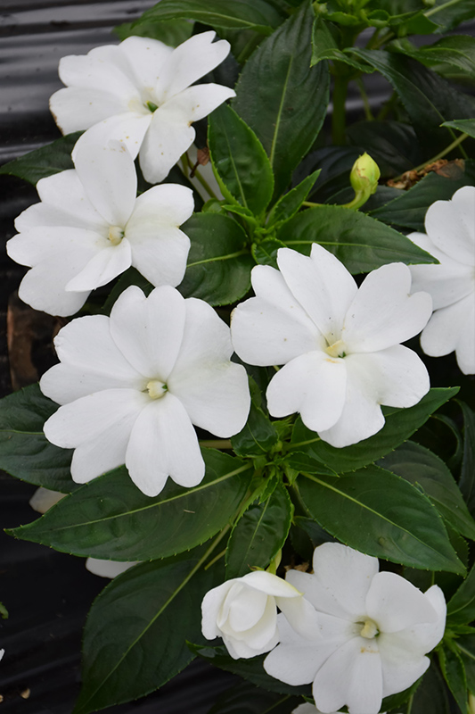 Florific White New Guinea Impatiens (Impatiens hawkeri 'Florific White') at Longfellow's Greenhouses
