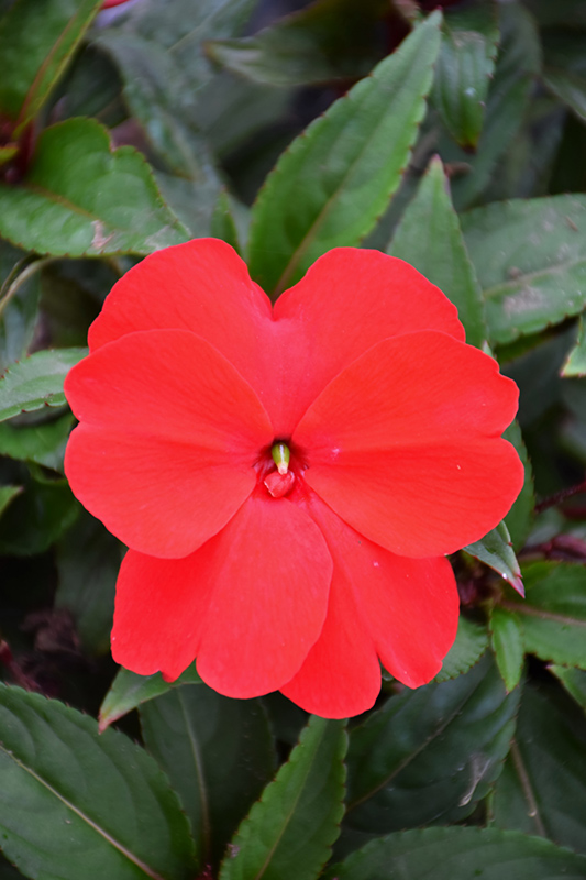 Florific Red New Guinea Impatiens (Impatiens hawkeri 'Florific Red') at Longfellow's Greenhouses