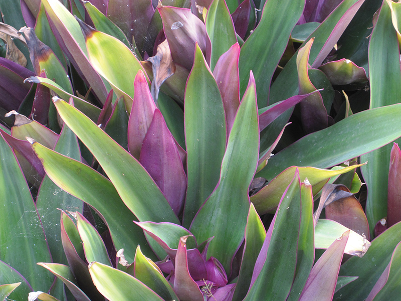 Moses In The Cradle (Tradescantia spathacea) at Longfellow's Greenhouses