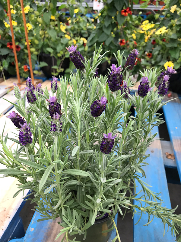 Spanish Lavender (Lavandula stoechas) at Longfellow's Greenhouses