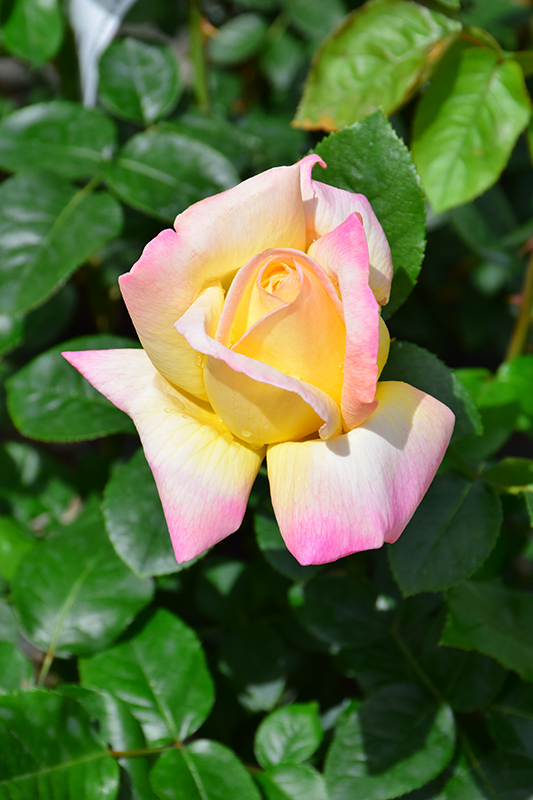 Peace Rose (Rosa 'Peace') at Longfellow's Greenhouses