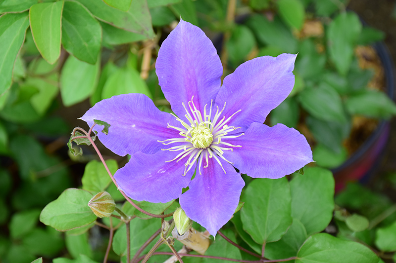 Chevalier Clematis (Clematis 'Evipo040') at Longfellow's Greenhouses