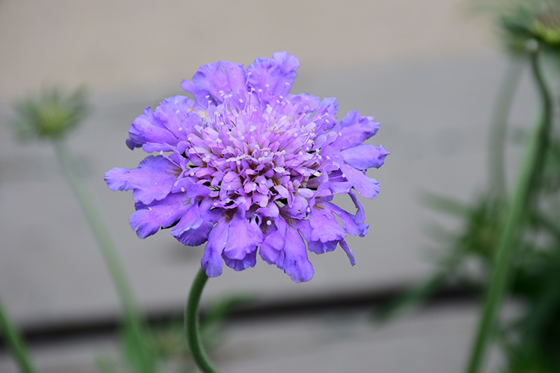 Butterfly Blue Pincushion Flower (Scabiosa 'Butterfly Blue') at Longfellow's Greenhouses