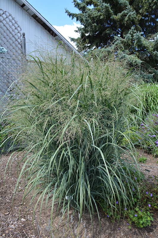 Northwind Switch Grass (Panicum virgatum 'Northwind') at Longfellow's Greenhouses