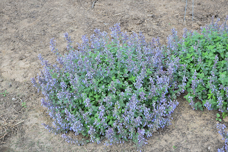 Picture Purrfect Catmint (Nepeta 'Picture Purrfect') at Longfellow's Greenhouses