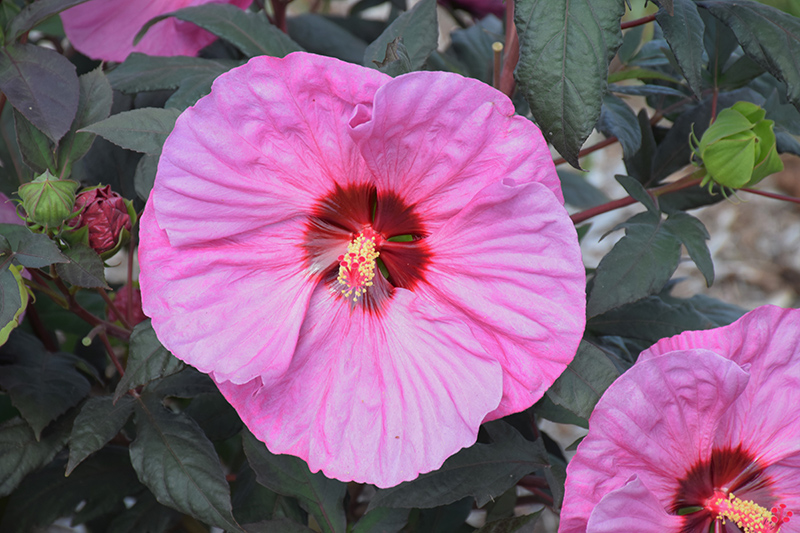 Summerific Berry Awesome Hibiscus (Hibiscus 'Berry Awesome') at Longfellow's Greenhouses