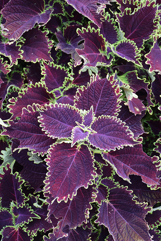 ColorBlaze Wicked Witch Coleus (Solenostemon scutellarioides 'Wicked Witch') at Longfellow's Greenhouses