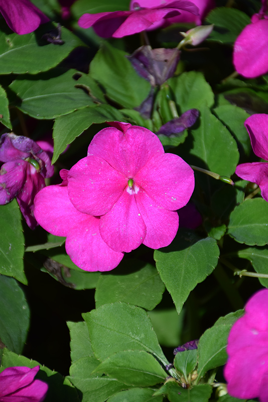 Beacon Violet Shades Impatiens (Impatiens walleriana 'PAS1357834') at Longfellow's Greenhouses