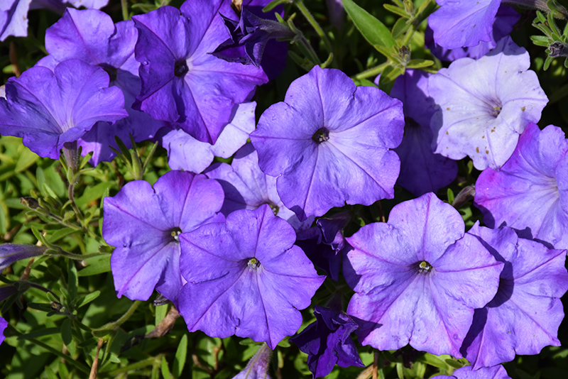 Easy Wave Lavender Sky Blue Petunia (Petunia 'Easy Wave Lavender Sky Blue') at Longfellow's Greenhouses