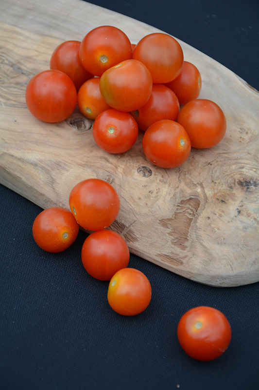 Sweet N' Neat Cherry Scarlet Tomato (Solanum lycopersicum 'Sweet N' Neat Cherry Scarlet') at Longfellow's Greenhouses
