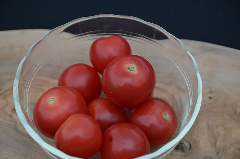 Husky Red Cherry Tomato (Solanum lycopersicum 'Husky Red Cherry') at Longfellow's Greenhouses