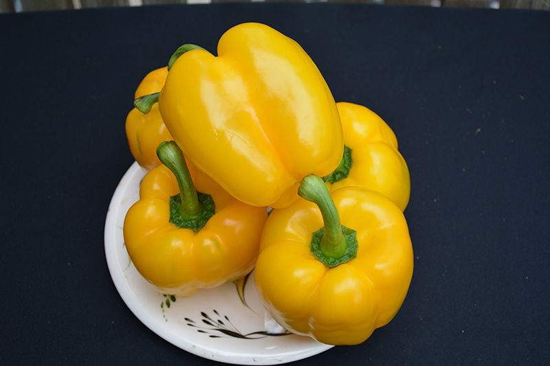 Golden Calwonder Sweet Pepper (Capsicum annuum 'Golden Calwonder') at Longfellow's Greenhouses
