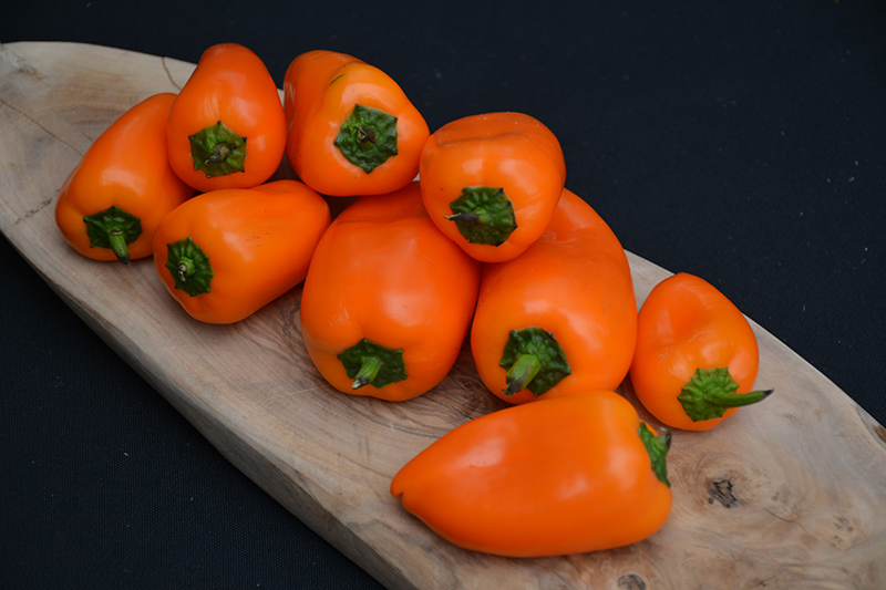 Lunchbox Orange Sweet Pepper (Capsicum annuum 'Lunchbox Orange') at Longfellow's Greenhouses