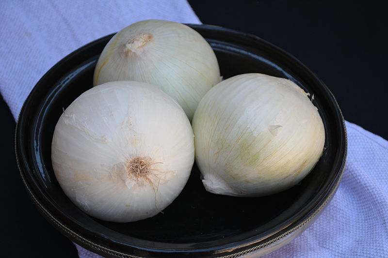 White Sweet Spanish Onion (Allium cepa 'White Sweet Spanish') at Longfellow's Greenhouses