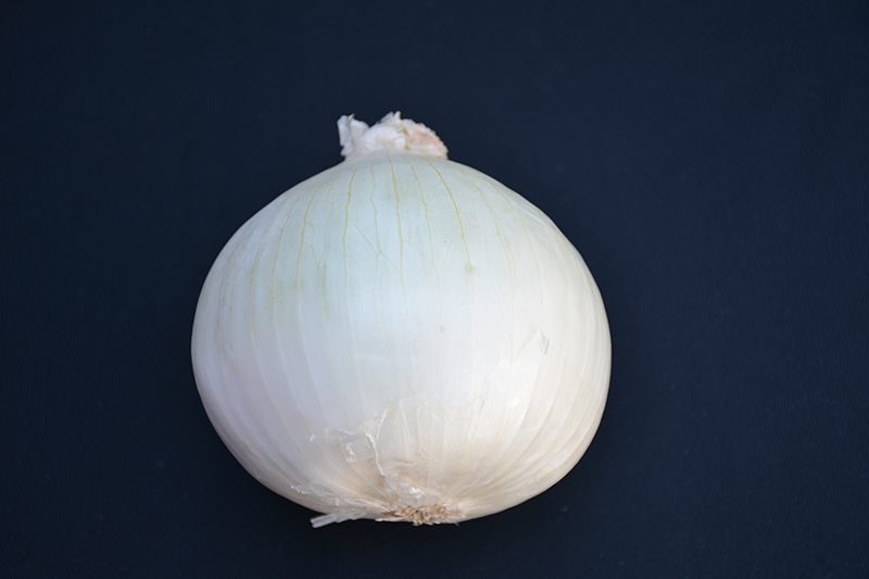 White Sweet Spanish Onion (Allium cepa 'White Sweet Spanish') at Longfellow's Greenhouses