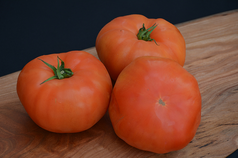 Classic Beefsteak Tomato (Solanum lycopersicum 'Beefsteak') at Longfellow's Greenhouses