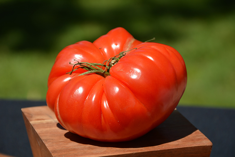 German Johnson Tomato (Solanum lycopersicum 'German Johnson') at Longfellow's Greenhouses