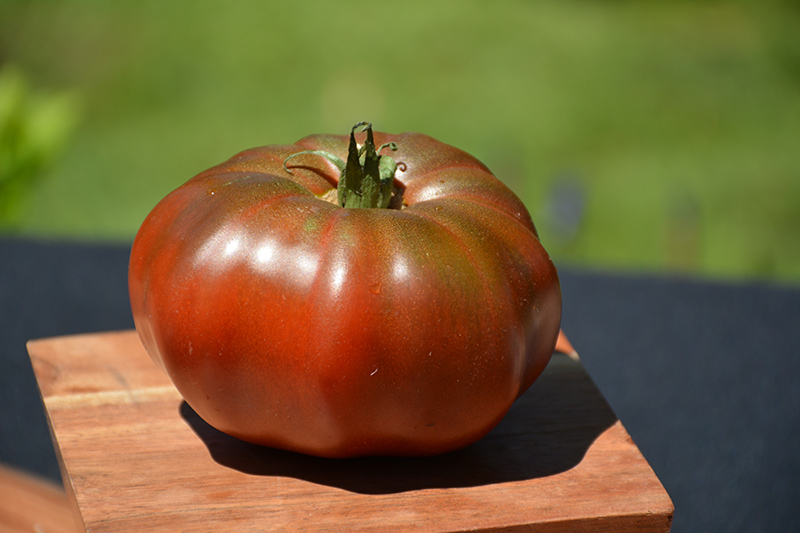 Black Krim Tomato (Solanum lycopersicum 'Black Krim') at Longfellow's Greenhouses