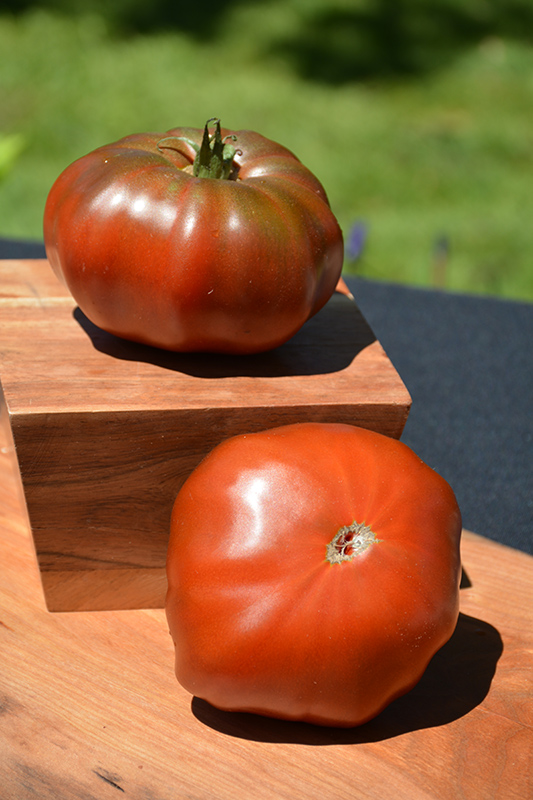 Brandywine Black Tomato (Solanum lycopersicum 'Brandywine Black') at Longfellow's Greenhouses