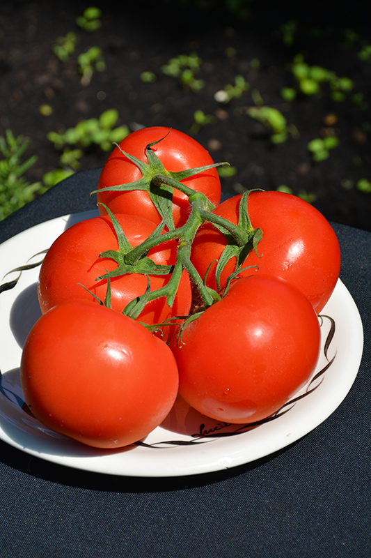 Fourth of July Tomato (Solanum lycopersicum 'Fourth of July') at Longfellow's Greenhouses
