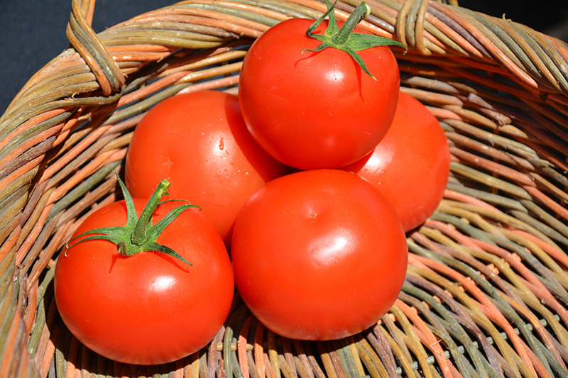Celebrity Tomato (Solanum lycopersicum 'Celebrity') at Longfellow's Greenhouses