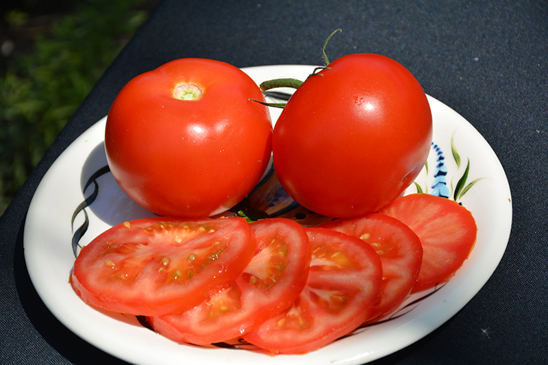 Burpee's Big Boy Tomato (Solanum lycopersicum 'Burpee's Big Boy') at Longfellow's Greenhouses