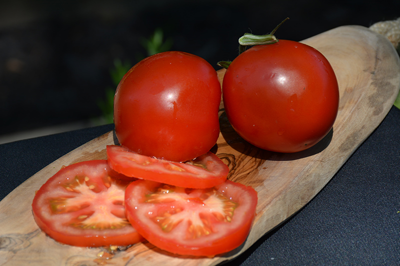 Bush Champion II Tomato (Solanum lycopersicum 'Bush Champion II') at Longfellow's Greenhouses