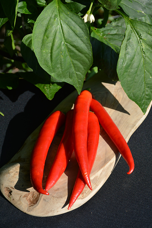 Super Chili Pepper (Capsicum annuum 'Super Chili') at Longfellow's Greenhouses