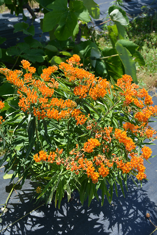 Butterfly Weed (Asclepias tuberosa) at Longfellow's Greenhouses