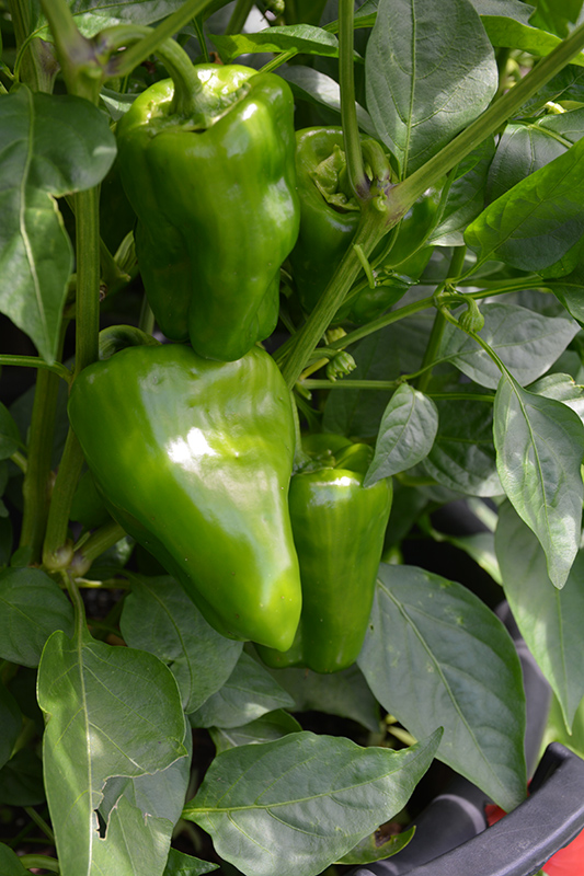 New Ace Pepper (Capsicum annuum 'New Ace') at Longfellow's Greenhouses