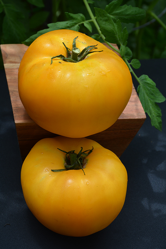 Brandywine Yellow Tomato (Solanum lycopersicum 'Brandywine Yellow') at Longfellow's Greenhouses