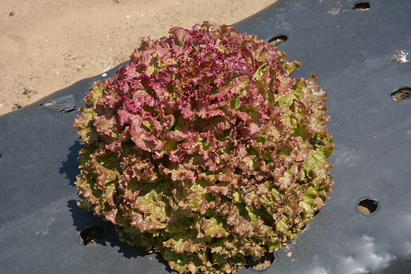 New Red Fire Lettuce (Lactuca sativa var. crispa 'New Red Fire') at Longfellow's Greenhouses