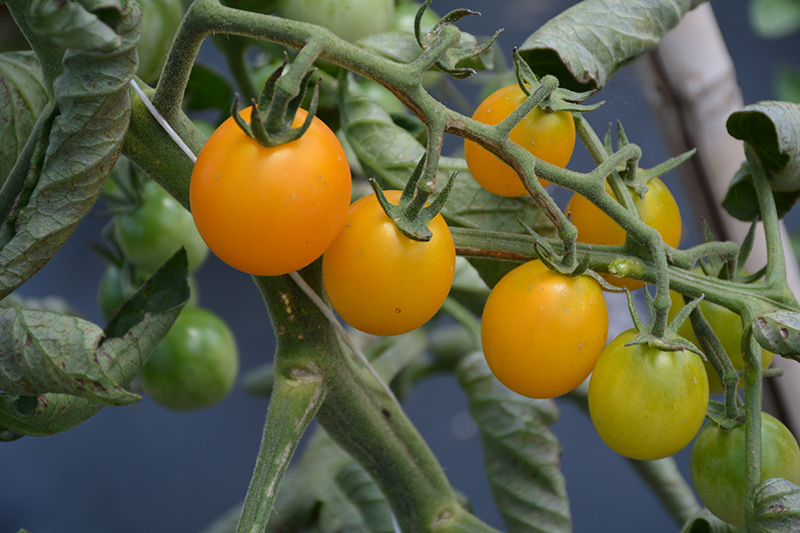 SunSugar Tomato (Solanum lycopersicum 'SunSugar') at Longfellow's Greenhouses